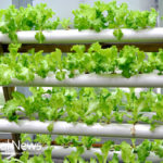 The Technologies Making Vertical Farming a Reality