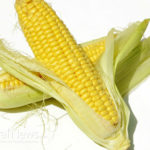 Getting Started with Growing Sweet Corn from Home