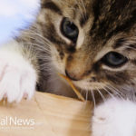 Stomatitis in Cats, Gingivitis in Cats, Feline Mouth Problems