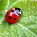 10 Organic Ways to Get Rid of Aphids