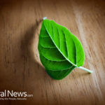 The medicinal benefits of mint and mint tea