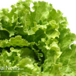 Romaine lettuce, the medicinal benefits of freshness