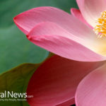 Bali’s “Flower Power” Slimming Secret