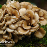 Maitake: Dancing Mushroom That Prevents Diabetes, Boosts Immunity & Kills Cancer