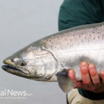 Atlantic Salmon Genetic Modification Approved, FDA Faces Lawsuit