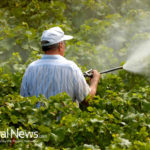 Natural sweetener truvia also healthy alternative to pesticides