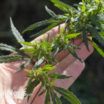 Medical Cannabis Helps Cure Chronic Disease