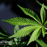 Study: cannabis compound might have use as an HIV drug