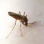 Natural mosquito repellants can be made from essential oils