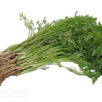 Why and How You Should Use Parsley for Better Digestion