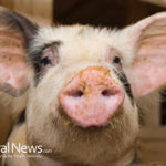 GMO feed turns pig stomachs to mush!