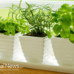 Science Reveals: Houseplants For Health