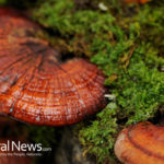 5 Powerful Mushrooms that Boost Immunity