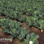 Cauliflower can decrease low grade inflammation