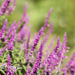 Five Common Herbs and their Healing Properties