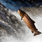 Salmonid Fish Toxin As A Potential Option For Cancer Treatment