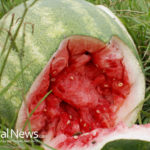 Watermelon: King of the Summer Fruits