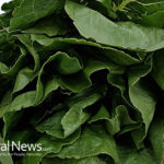 Spinach Extract Reduces Cravings and Increases Weight Loss