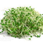 Broccoli Sprouts: Nature’s Most Powerful Cancer-Fighting Food