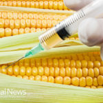 How To Minimize Your GMO Foods Intake