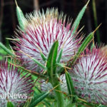 Milk Thistle Is Good for More Than Just the Liver