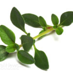 Thyme Tea Used Medicinally to Treat Cough, Stimulate Memory, Protect Brain Cells & More