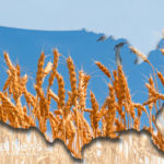 GMO genetic pollution alert: Genetically engineered wheat escapes experimental fields planted across 16 states