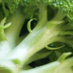 Boiling broccoli destroys its cancer-fighting properties