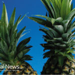 11 Wonderful Health Benefits Of Pineapple