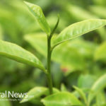 Three Amazing Uses for Tea Tree Oil