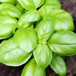 How To Grow Crazy Amounts Of Basil At Home