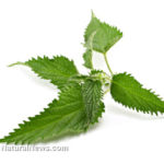 Stinging Nettles: How to Harvest & Use Today