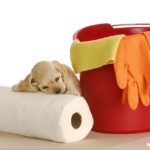 3 Simple All Natural Household Ingredients That Will Remove Pet Urine Stains Out Of Carpet