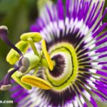 Study: Passion Flower Found to be Effective as Synthetic Drugs for Generalized Anxiety Disorder(GAD)