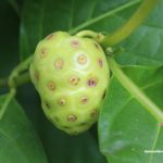 Noni Juice- Boosts Immune System, Fights Parasites, Helps Diabetics & Even Combats Cancer