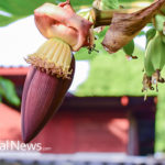 10 Top Health Benefits of Banana Flowers