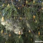 Pine Pollen: It Could Change Your Life