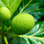 Breadfruit Leaf Extract Kills 100% of Pancreatic Cancer Cells