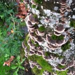 FDA Approves Clinical Trial for Cancer-Busting Turkey Tail Mushroom