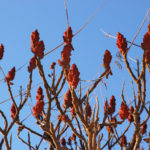 Staghorn Sumac – It Is Not Poison, It Is Therapeutic
